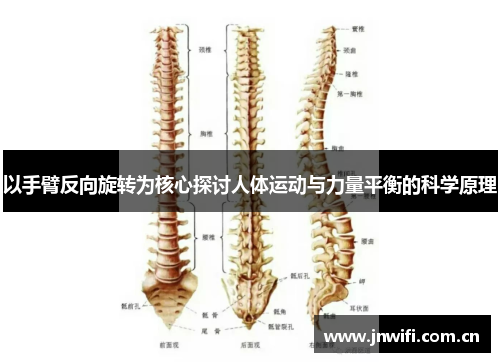 以手臂反向旋转为核心探讨人体运动与力量平衡的科学原理